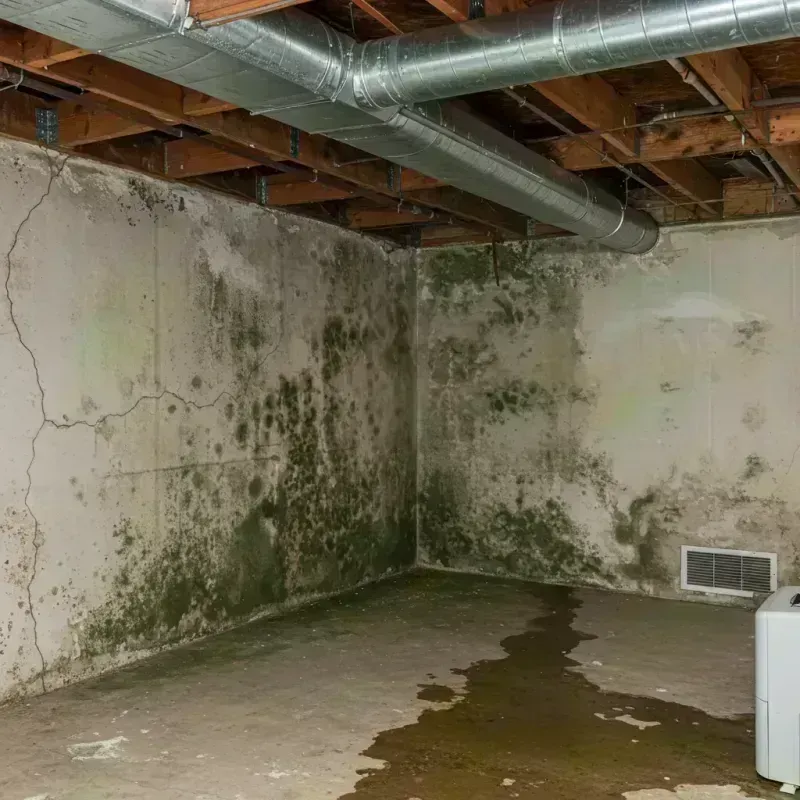 Professional Mold Removal in Lake City, CO